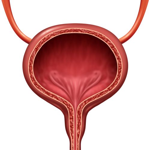 Illustration of bladder