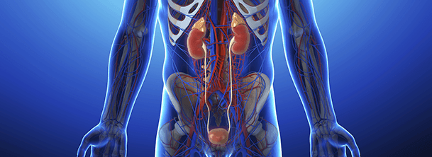Internal anatomical illustration focused on the urinary system